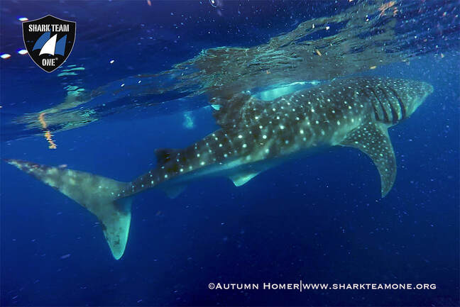 Mysterious giant shark tracked by satellites, rare sightings